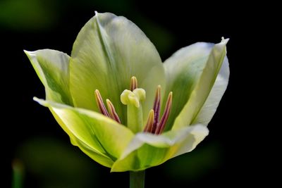 Close-up of white flowers