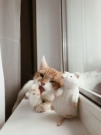 Cat sitting on window at home