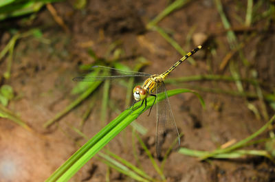Close-up of damselfly on leaf