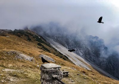 View of bird flying over mountain against sky