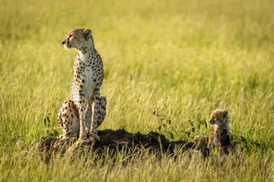 Cheetah with cubs on land