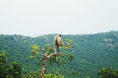 Bird perching on tree against clear sky