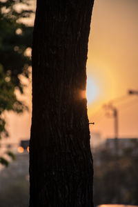 Close-up of tree trunk during sunset
