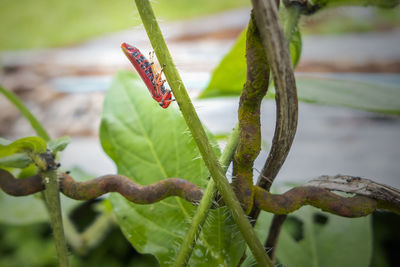 Close-up of insect on plant