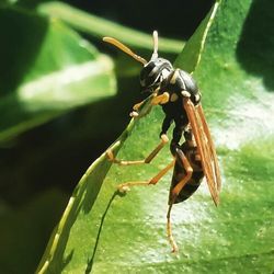 Close-up of insect on leaf