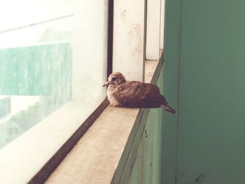 Bird perching on a wall