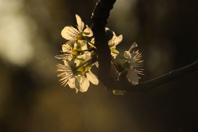 Close-up of cherry blossom