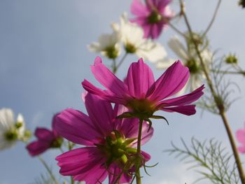 Close-up of pink flowering plant