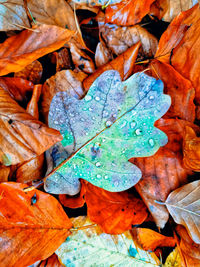 Full frame shot of dry leaves