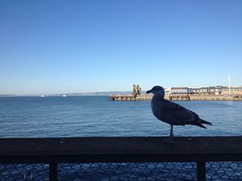 Seagull perching on railing