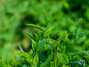 green