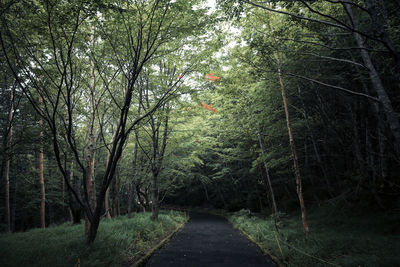 Trees in forest