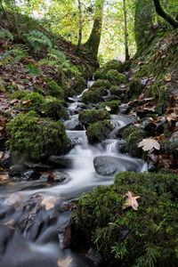 Stream flowing through rocks in forest