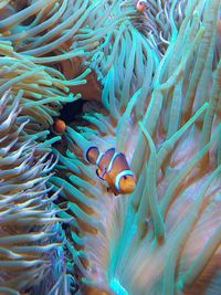 Close-up of fish swimming in sea