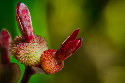 Close-up of pink flowers