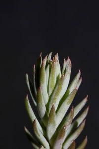 Close-up of succulent plant against black background