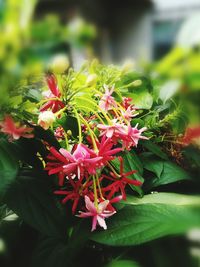 Close-up of red flowering plant