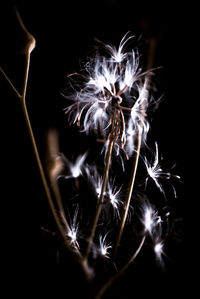 Close-up of fresh dandelion