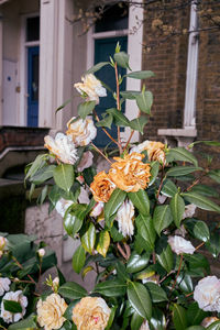 Close-up of flowering plant