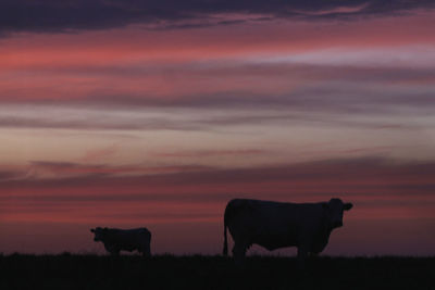 Cow standing in a field at sunset
