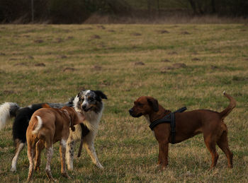 Dogs standing on grassy field