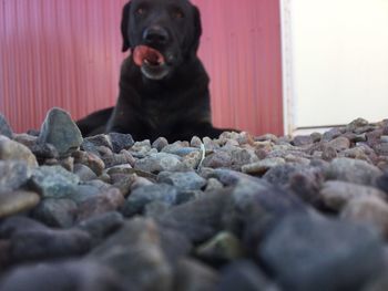 Close-up of dog sitting on floor