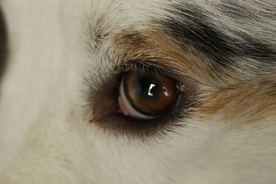 Close-up portrait of a dog