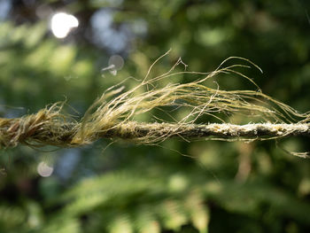 Close-up of crops
