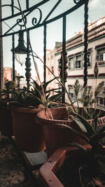 Close-up of potted plant against building