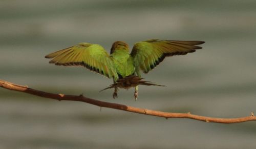 Bee-eater taking off from twig