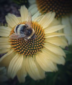 Close-up of bee on yellow flower