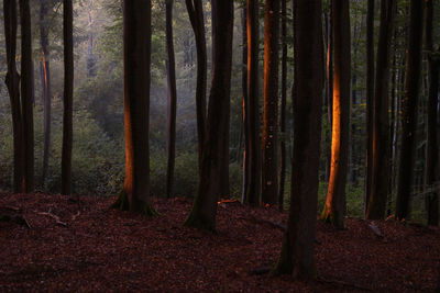 Trees in forest