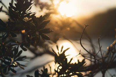 Close-up of silhouette tree against sky during sunset