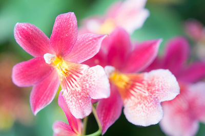 Close-up of pink flower blooming