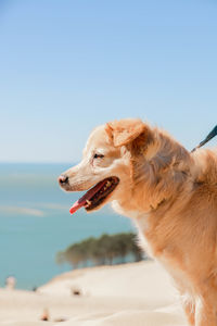 Close-up of dog