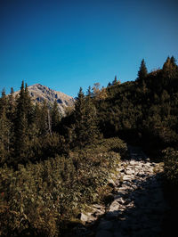 Scenic view of forest against clear blue sky