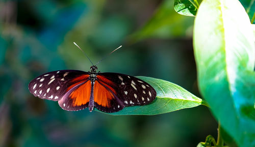 Butterfly on leaf