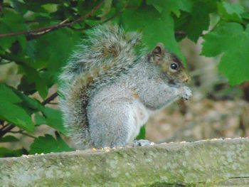 Squirrel on tree