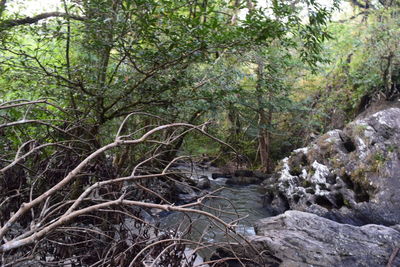 Trees in forest