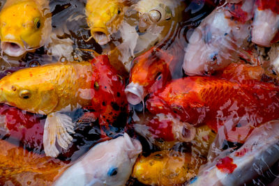 High angle view of koi carps swimming in sea