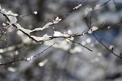 Low angle view of cherry blossom on branch