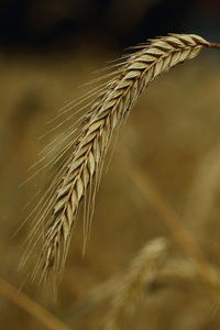 Close-up of wheat plant