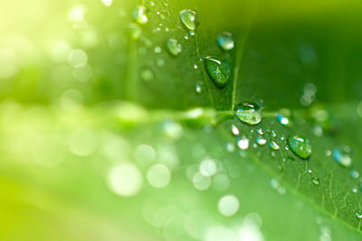 Macro shot of water drops on green leaves