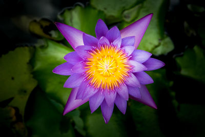 Close-up of purple water lily