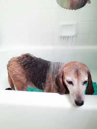 Close-up of dog in bathroom