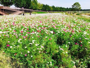 Pink flowering plants on field