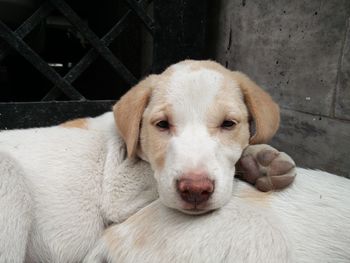 Close-up portrait of dog relaxing