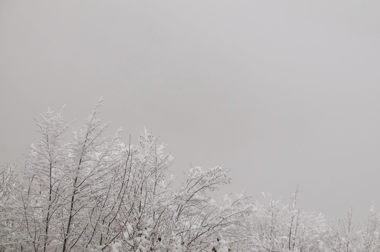 LOW ANGLE VIEW OF BARE TREE AGAINST SKY