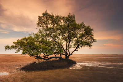 Tree by sea against sky during sunset