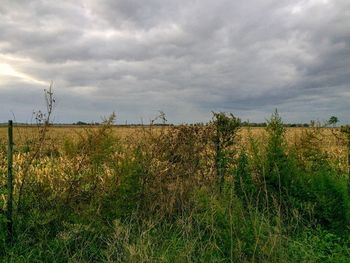 Scenic view of field against sky